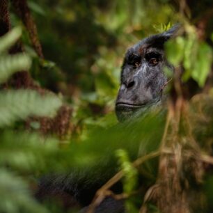 Kibale Forest