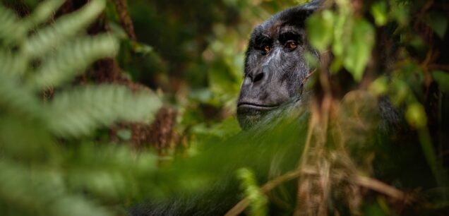 Kibale Forest