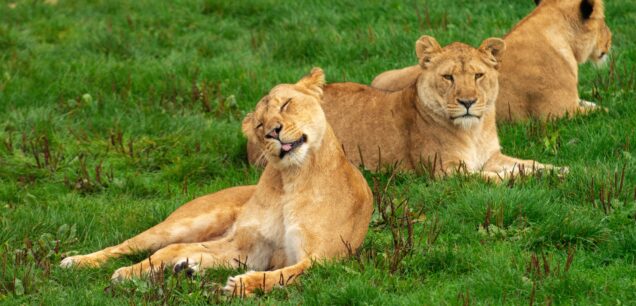 Queen Elizabeth National Park