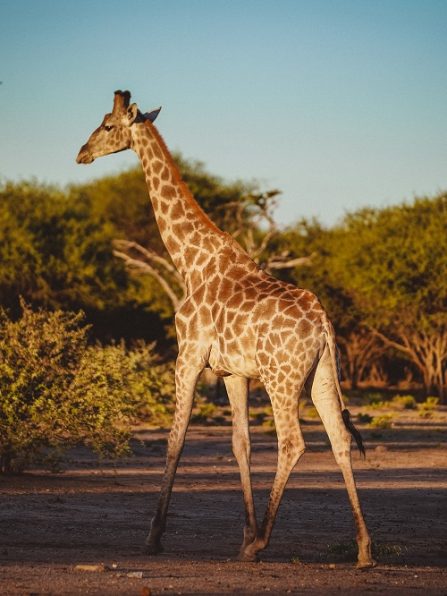 A behind shot of a cute giraffe in a field with short trees in the background